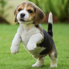 a puppy is running in the grass with it's front paws up