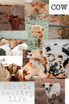 a collage of cows with the words cow on them