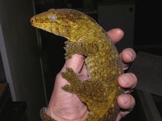 a person holding a small gecko in their left hand and it's yellow