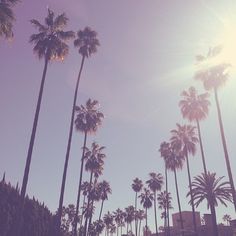 palm trees line the street in front of a blue sky with sun shining through them