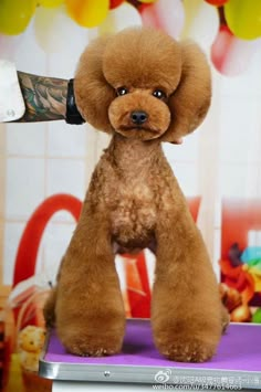 a brown poodle sitting on top of a purple table