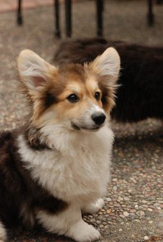 a brown and white dog sitting on the ground