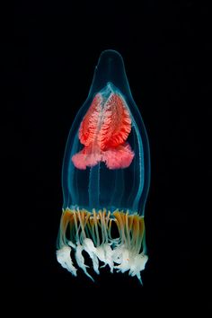 a red jellyfish in the water with it's tentacles exposed