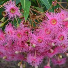 pink flowers blooming on the branches of a tree