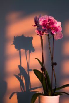 a pink flower is casting a shadow on the wall next to a potted plant