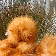 an orange stuffed animal sitting in front of some bushes