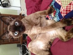 a siamese cat sitting on top of a bed