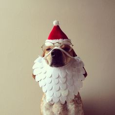 a dog wearing a santa hat and glasses with wings on it's head, sitting in front of a wall