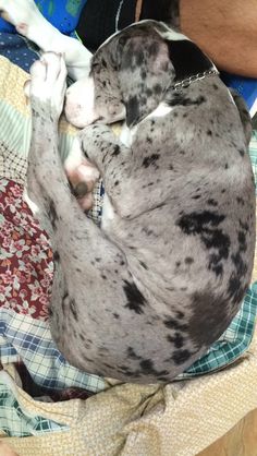 a dog is curled up on a quilt