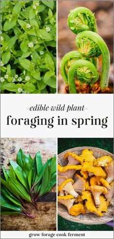 four different pictures with the words edible wild plant foraging in spring on top of them