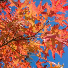 red and yellow leaves against a blue sky