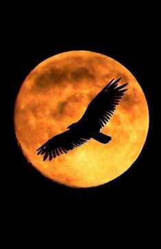 a large bird flying in front of a full moon with the sky lit up yellow