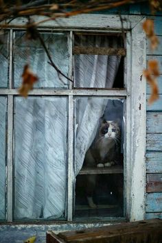 a cat sitting in an open window looking out