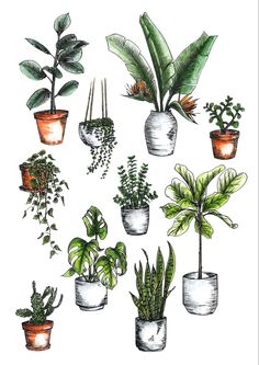 a bunch of potted plants in different shapes and sizes