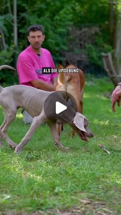 two dogs are playing with each other in the grass and one dog is trying to bite another dog's tail