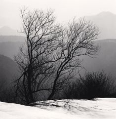 two bare trees in the snow with mountains in the background