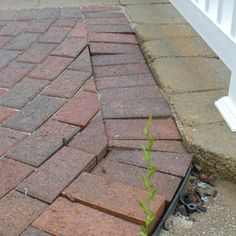 a small green plant growing out of the ground in front of a brick walkway and door