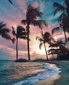 palm trees line the beach as the sun sets