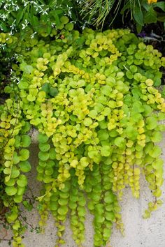 green plants growing on the side of a wall in front of flowers and greenery