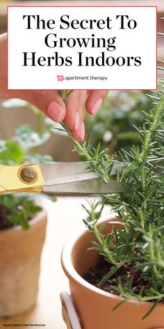 the secret to growing herbs indoors is that you can use scissors to cut them off