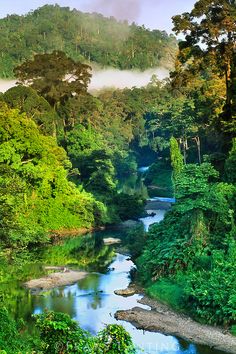 a river surrounded by lush green trees in the middle of a forest filled with fog