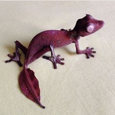 a purple gecko sitting on top of a white surface