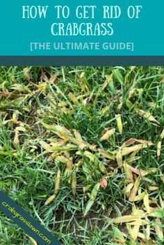 how to get rid of crabgrass the ultimate guide