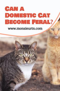 two cats sitting next to each other with the caption can a domestic cat become fatal?