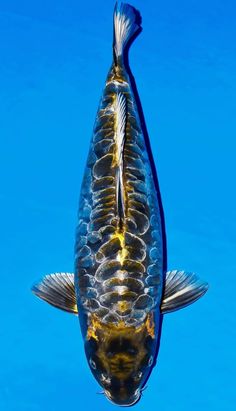 an image of a fish that is swimming in the water