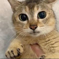 a close up of a person holding a cat with its paw on it's chest