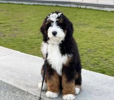 a black and white dog sitting on top of a cement slab