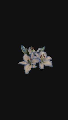 three white lilies on a black background