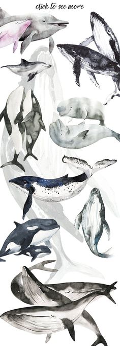 several different types of whales in watercolor on paper with the words, click to see more