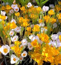 many yellow and white flowers are in pots