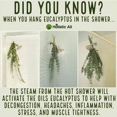 Eucalyptus In The Shower, Organising Tips, Magia Das Ervas, The Shower, Plant Mom, Health Facts, Useful Life Hacks