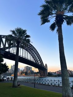 palm trees are in front of the sydney bridge