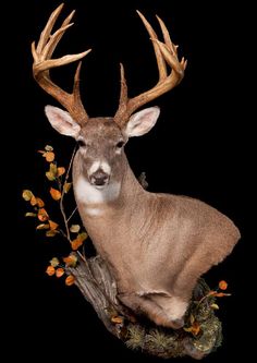 a deer with antlers on it's head is sitting on a tree branch