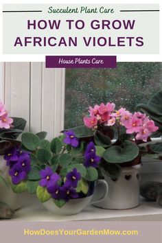 how to grow african violets house plants African Violet Care, Violet Leaves, Houseplant Care, African Violets Plants, African Violet, Plant Species, African Violets, Planting Succulents