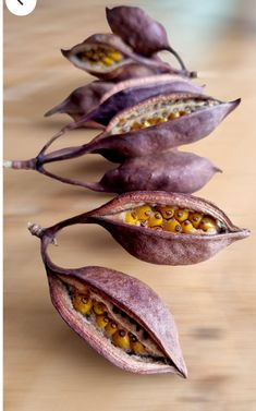 three seed pods with yellow seeds on them