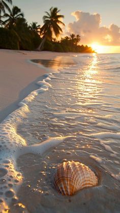 a seashell on the beach at sunset with palm trees in the background and water splashing around it