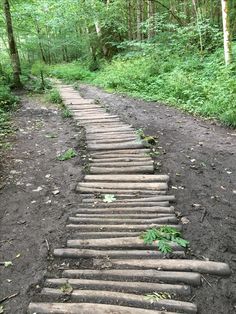 a wooden path in the middle of a forest