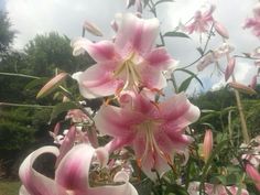 pink flowers are blooming in the garden