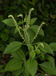 a close up of a plant with leaves and flowers in the foreground, surrounded by greenery