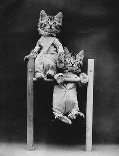 two kittens sitting on top of a wooden chair with their heads resting on each other