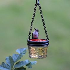 a small bird is perched on a hanging jar filled with water and seeds from a tree