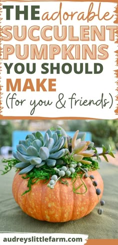 the adorable succulent pumpkins you should make for your and friends