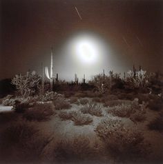 a full moon is seen in the sky over some cactus trees and bushes at night