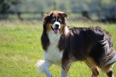 a brown and white dog standing on top of a lush green field