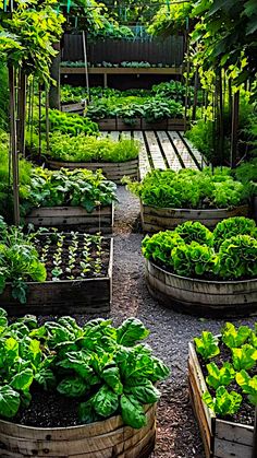 a garden filled with lots of different types of green plants and vegetables in wooden containers