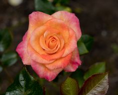 an orange and pink rose is blooming in the garden with green leaves around it